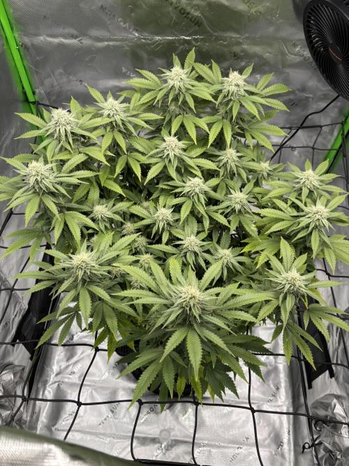 Gootzenberg. Week 16