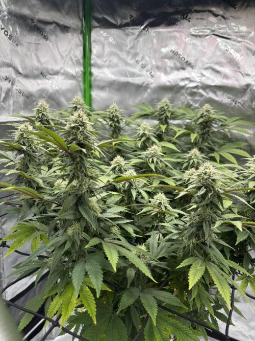 Gootzenberg. Week 16