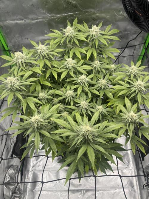 Gootzenberg. Week 16