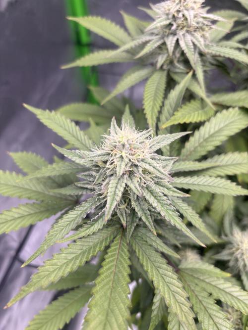 Gootzenberg. Week 16