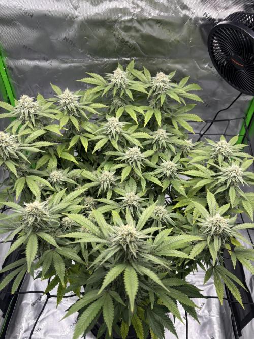 Gootzenberg. Week 16