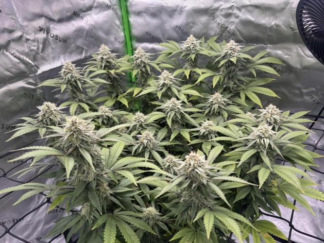 Gootzenberg. Week 16