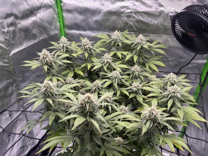 Gootzenberg. Week 16