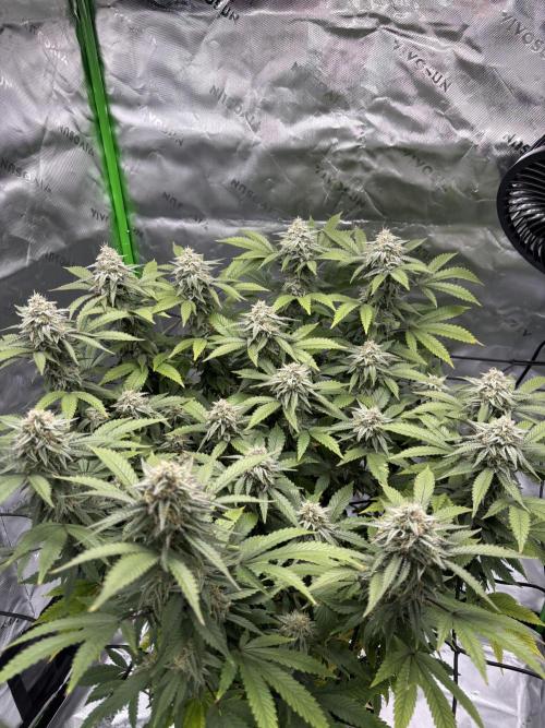 Gootzenberg. Week 16