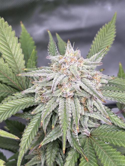 Gootzenberg. Week 16