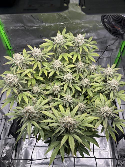 Gootzenberg. Week 16