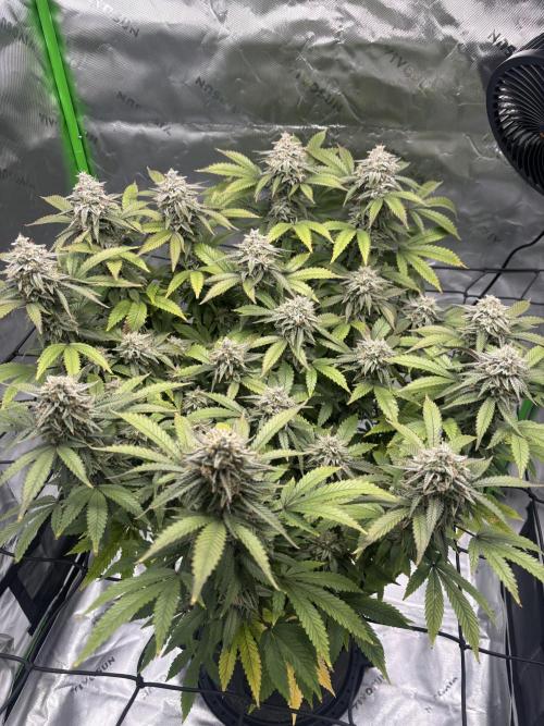 Gootzenberg. Week 16