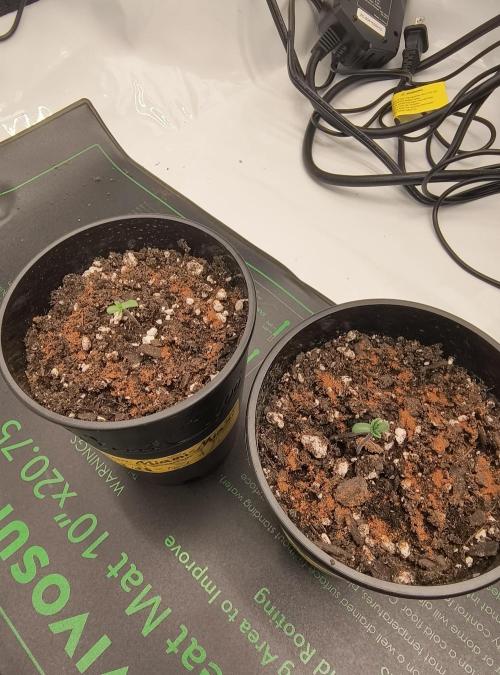 Trippy Trav's Cannabis. Week 0 - This is my 2 Solfire. Miami Miami (left) and Yummylicius (Right) cinnamon added