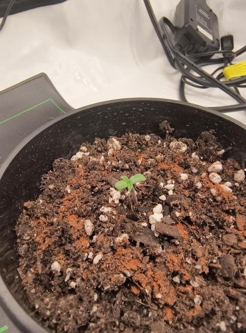 Trippy Trav's Cannabis. Week 0 - Miami Miami Day 1