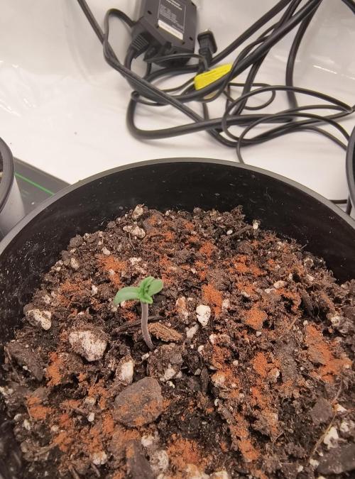 Trippy Trav's Cannabis. Week 0 - Yummylicius Day 1