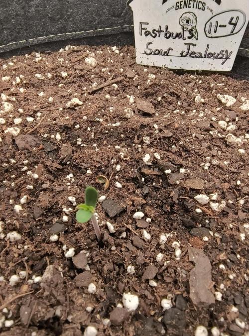 Trippy Trav's Cannabis. Week 0 - Sour Jealousy Day 1