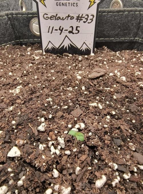 Trippy Trav's Cannabis. Week 0 - Gelauto #33 Day 1