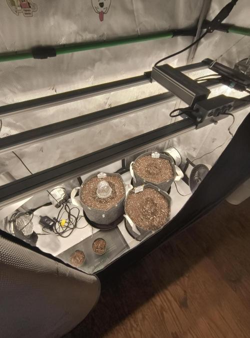 Trippy Trav's Cannabis. Week 0 - Pic of my tent