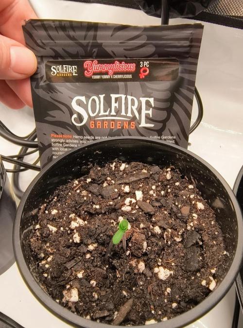 Trippy Trav's Cannabis. Week 0 - Solfire 