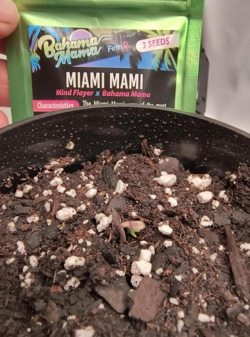 Trippy Trav's Cannabis. Week 0 - Solfire 