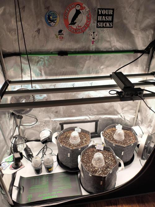 Trippy Trav's Cannabis. Week 0 - Tent