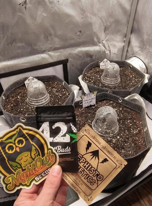 Trippy Trav's Cannabis. Week 0 - I just put them straight into the dirt after a 12 hour soak in water.