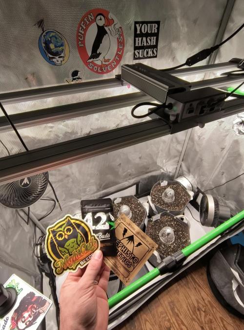 Trippy Trav's Cannabis. Week 0 - Tent