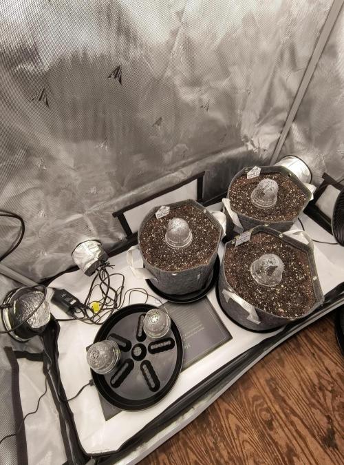 Trippy Trav's Cannabis. Week 0 - Tent