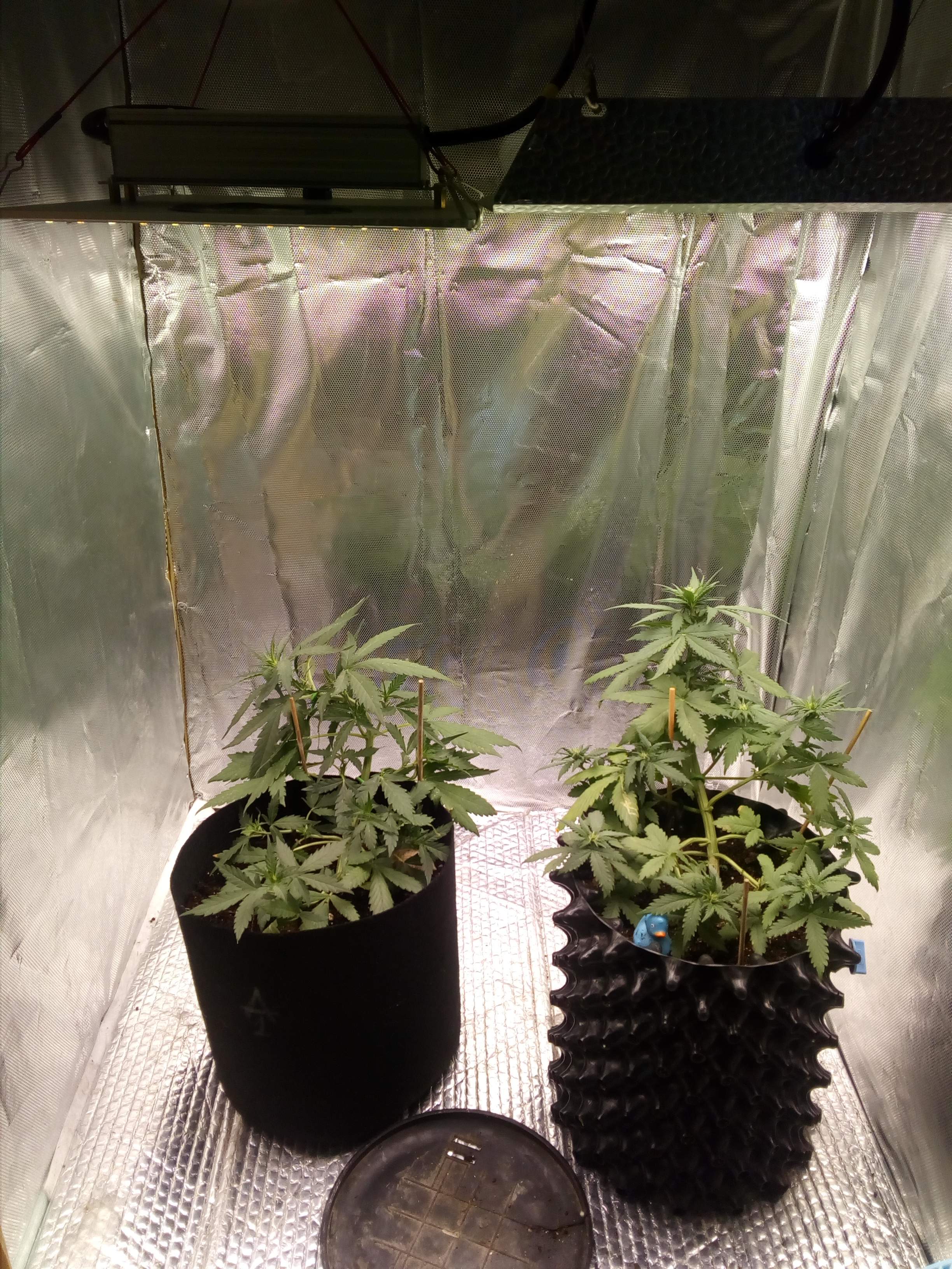 Auto Seeds Auto 1, Sweet Seeds Cream Caramel Auto® grow diary (journal