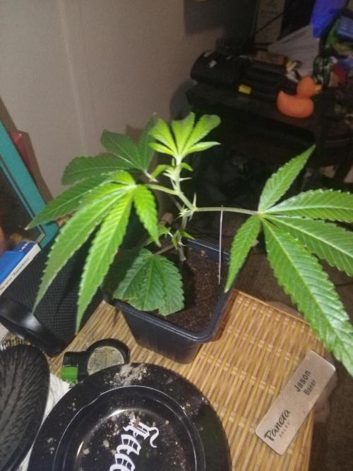 Blue nerdz. Week 1 - It's a clone of blue nerdz it's the second day I have owned it 