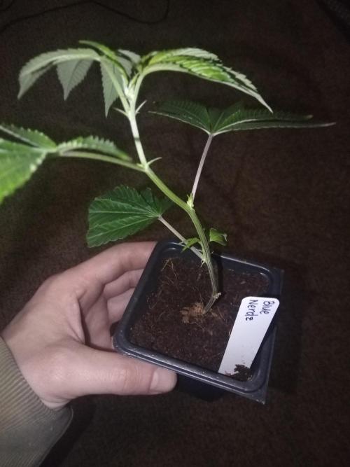 Blue nerdz. Week 1 - Hope everything goes smoothly with the transplant in a few days 