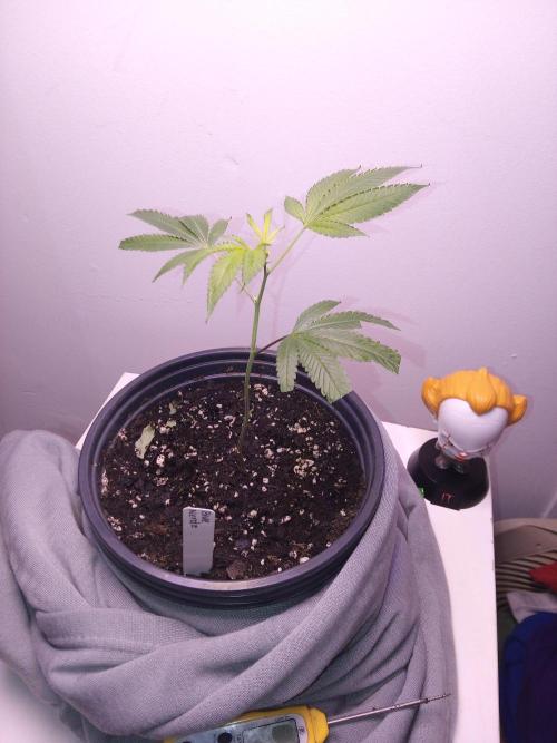 Blue nerdz. Week 3 - Side view