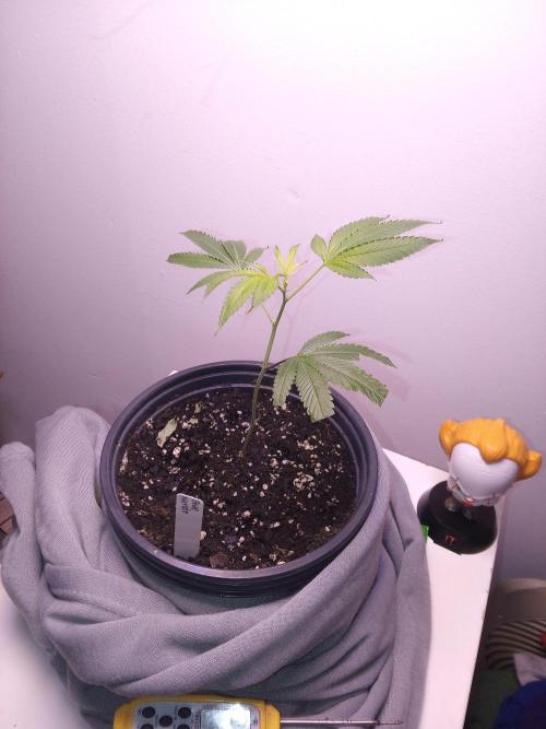 Blue nerdz. Week 3 - After 