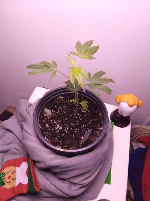 Blue nerdz. Week 3 - Before I clipped lower leaves 