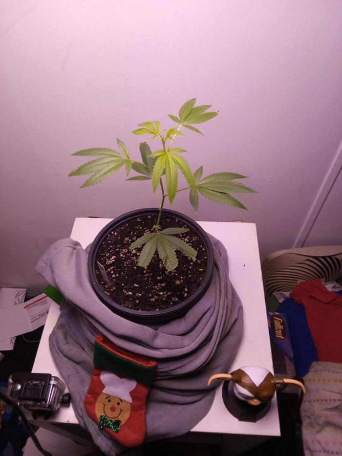 Blue nerdz. Week 5 - Starting to branch out more about to add more space from the light source 