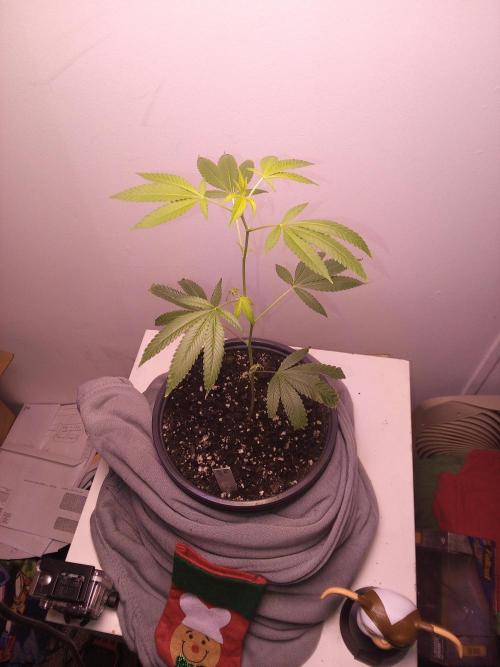 Blue nerdz. Week 6 - Might cut the bottom leafs off  but not sure 