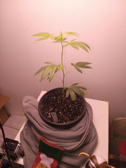 Blue nerdz. Week 6 - She's getting big 