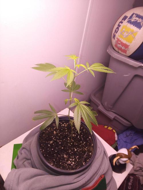 Blue nerdz. Week 6 - Stem at the base seems strong but that bottom leaf looks dead 