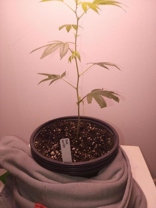 Blue nerdz. Week 6 - I think she grew about half an inch in 10 days 