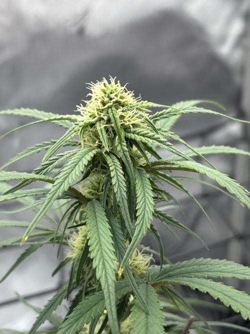 Bruce Banner. Week 3