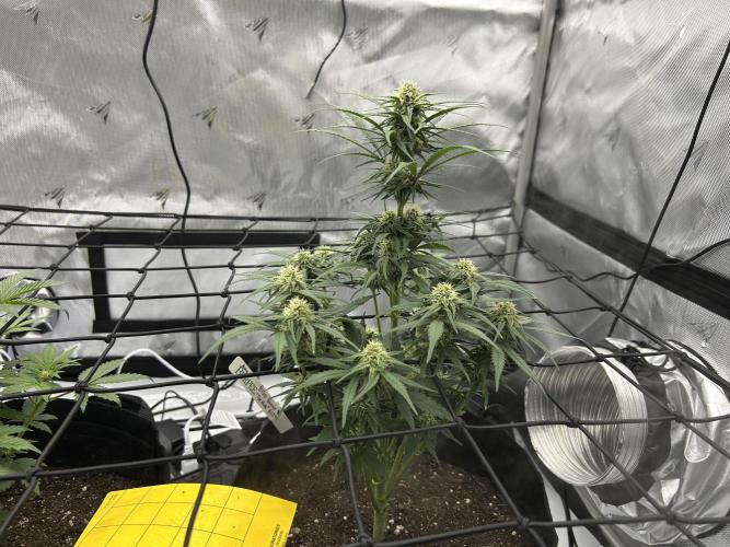 Bruce Banner. Week 3