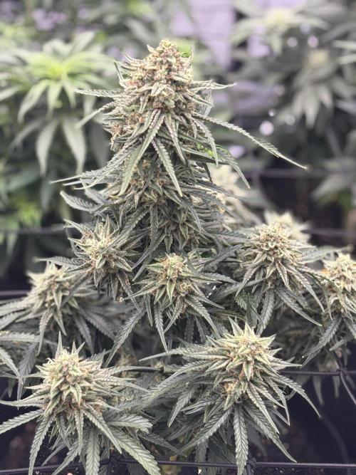 Bruce Banner. Week 5