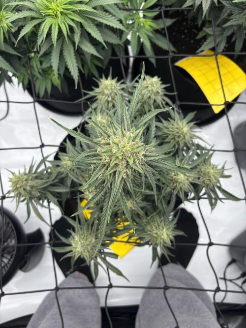 Bruce Banner. Week 5