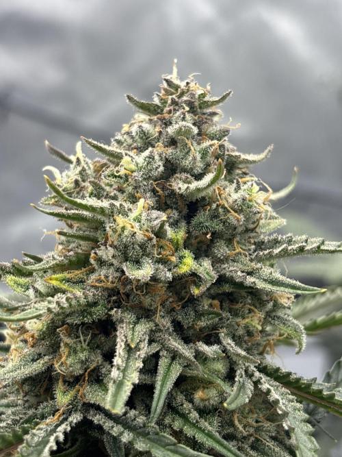 Bruce Banner. Week 6