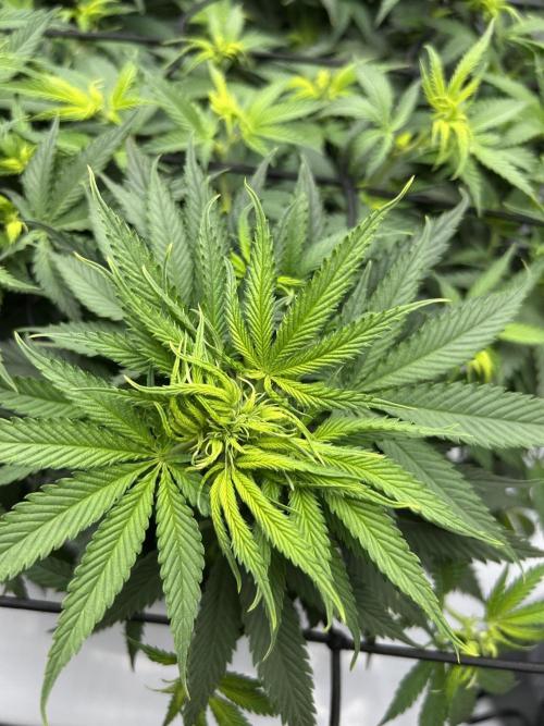 Blueberry Muffin. Week 8