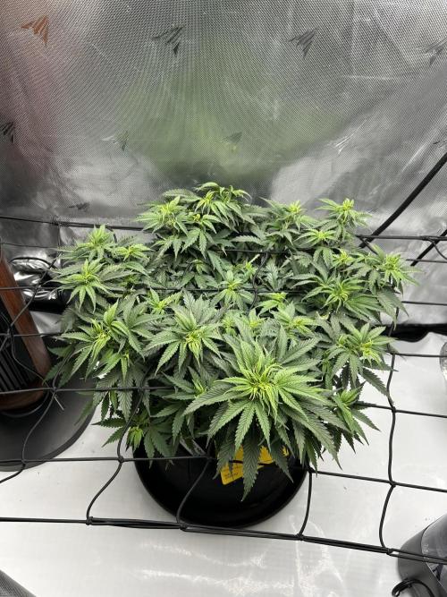 Blueberry Muffin. Week 8