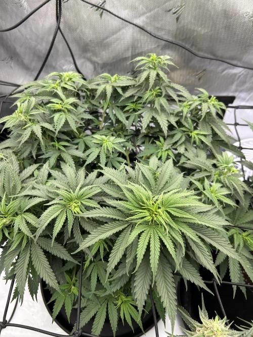 Blueberry Muffin. Week 8