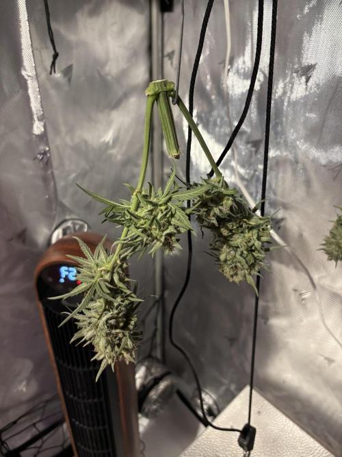 Bruce Banner. Week 7 - Colas were a little too packed to hang comfortable without spacing a little bit.