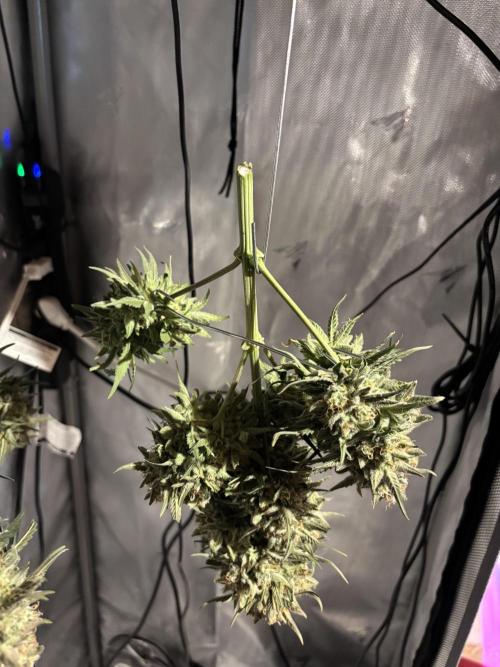 Bruce Banner. Week 7