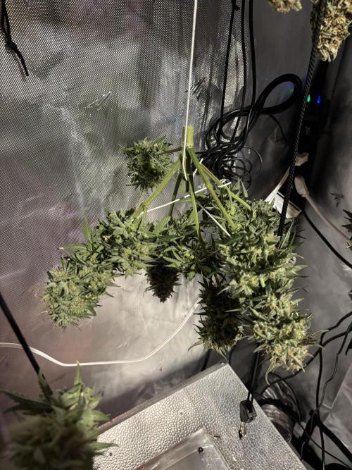 Bruce Banner. Week 7