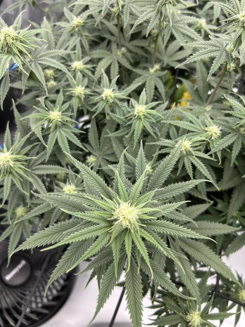 Blueberry Muffin. Week 2 - Vegged this puppy for a brick! Hope she yields a good amount and smells delicous