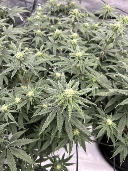 Blueberry Muffin. Week 2