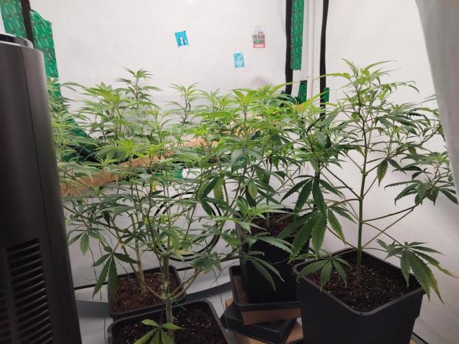 120x120. Week 1 - Nach dem umtopfen ging es den Damen schlecht aufgrund Der recycelten Erde. 