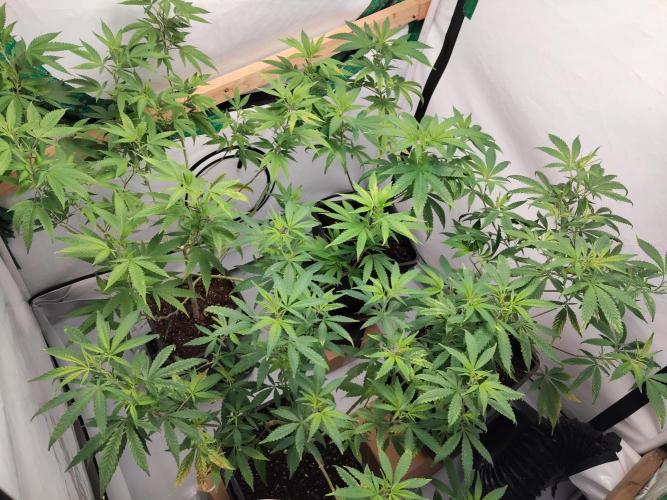 120x120. Week 1 - Aber nach der ersten Düngung mit Stickstoff und wurzel stimulator ging es besser