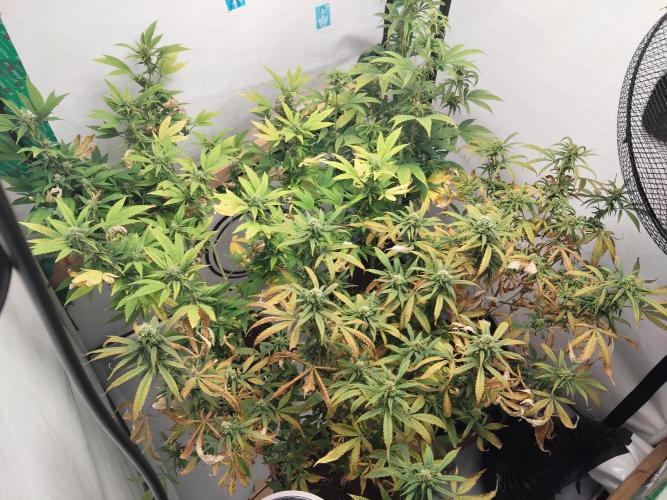 120x120. Week 4 - :(